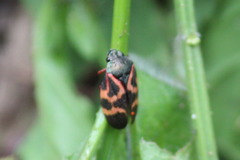 Deois flexuosa