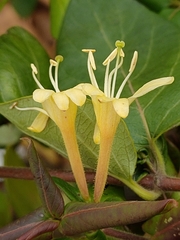 Lonicera japonica