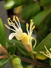 Lonicera japonica