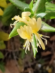 Lonicera japonica