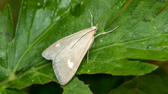 Udea alpinalis