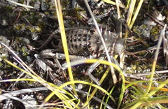 Hetrodes pupus pupus