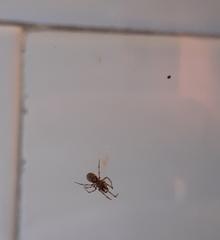 Enoplognatha mandibularis