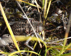 Hetrodes pupus pupus