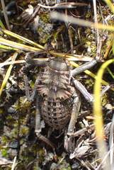Hetrodes pupus pupus