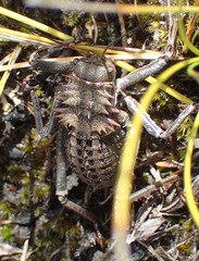 Hetrodes pupus pupus