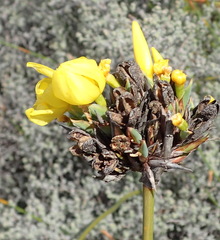 Bobartia macrospatha