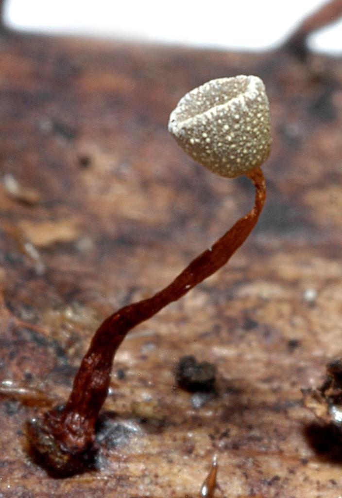 Physarella