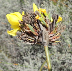 Bobartia macrospatha