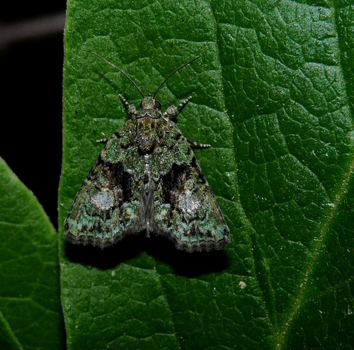 Tree-lichen Beauty