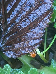 Longitarsus jacobaeae