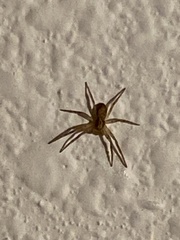 Araneae