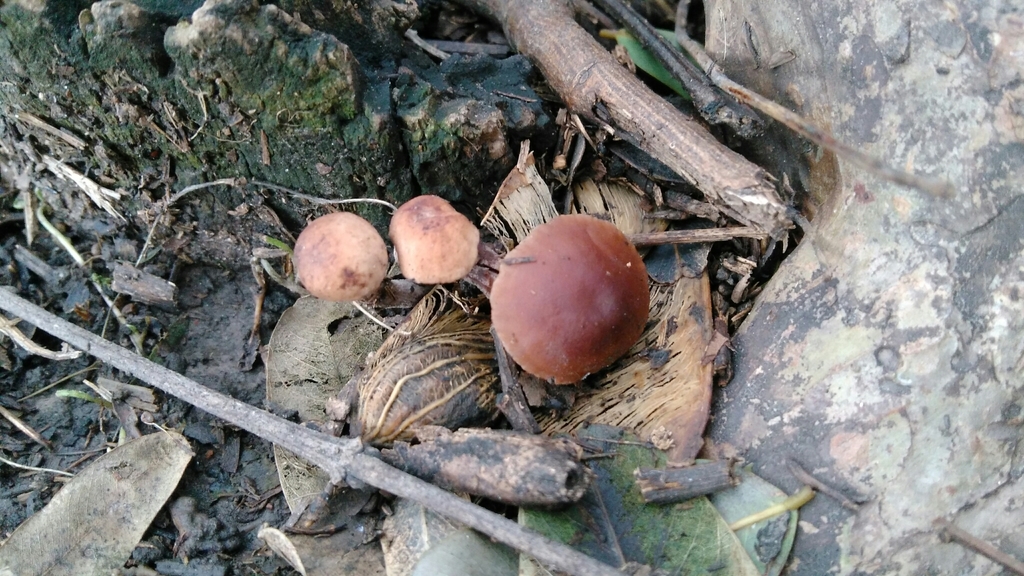 Laccaria laccata · April 2018 · photo: © nicoolejnik (iNaturalist, cc-by)