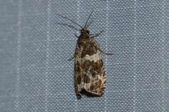 Olethreutes valdanum