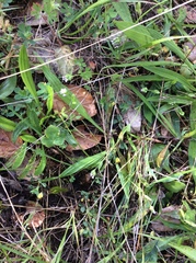 Plectritis macrocera macrocera