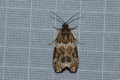 Olethreutes valdanum