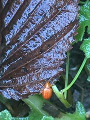 Longitarsus jacobaeae