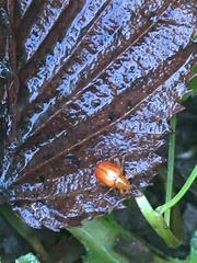 Longitarsus jacobaeae