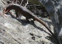 Pseudocordylus microlepidotus