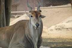 Tragelaphus