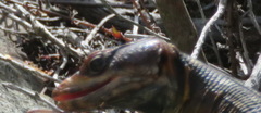Pseudocordylus microlepidotus