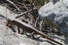 Pseudocordylus microlepidotus