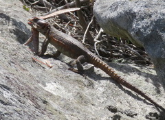 Pseudocordylus microlepidotus