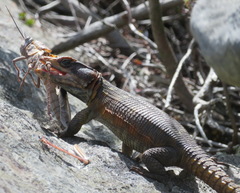 Pseudocordylus microlepidotus