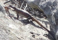 Pseudocordylus microlepidotus