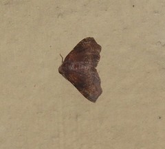Achrosis