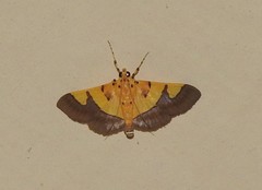 Endocrossis flavibasalis