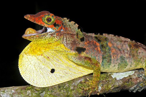 Fraser's Anole