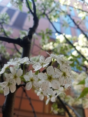 Pyrus communis