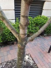 Pyrus communis