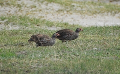 Pternistis rufopictus