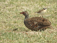 Pternistis rufopictus