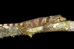 Anolis fraseri
