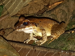 Pristimantis achatinus