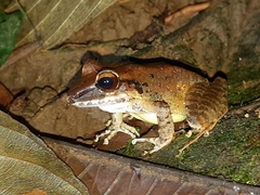 Pristimantis achatinus