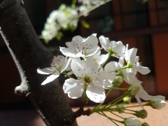 Pyrus calleryana