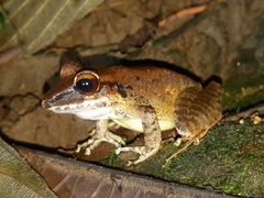 Pristimantis achatinus