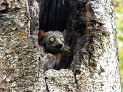 Lepilemur randrianasoloi