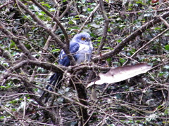Accipiter francesiae