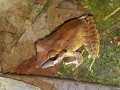 Pristimantis achatinus