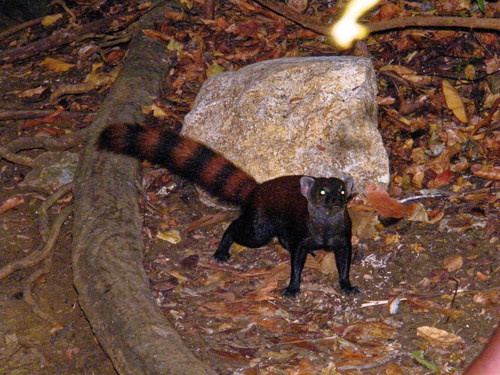 Ring-tailed Vontsira (Galidia elegans)