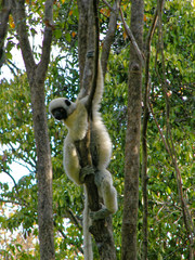 Propithecus deckenii