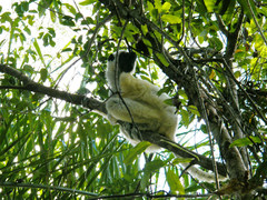 Propithecus deckenii