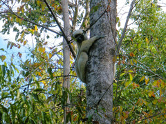 Propithecus deckenii