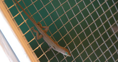 Anolis carolinensis