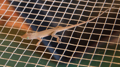 Anolis carolinensis